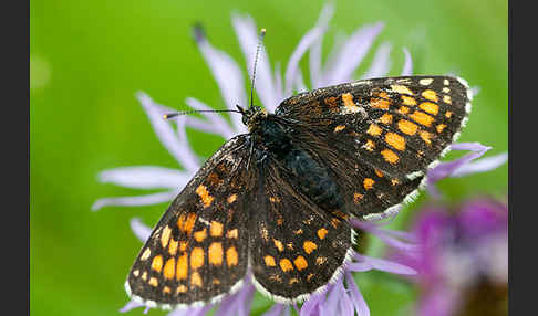 Wachtelweizen-Scheckenfalter (Melitaea athalia)