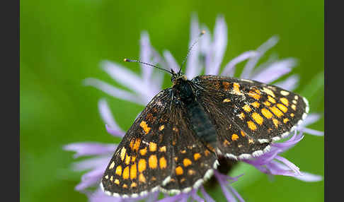 Wachtelweizen-Scheckenfalter (Melitaea athalia)