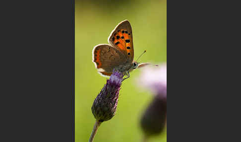 Kleiner Feuerfalter (Lycaena phlaeas)