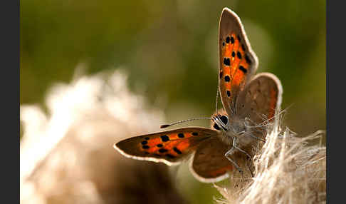 Kleiner Feuerfalter (Lycaena phlaeas)