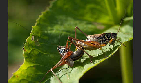 Roesels Beißschrecke (Metrioptera roeselii)