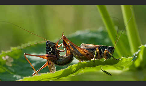 Roesels Beißschrecke (Metrioptera roeselii)