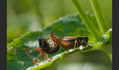 Roesels Beißschrecke (Metrioptera roeselii)