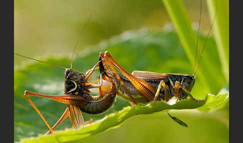 Roesels Beißschrecke (Metrioptera roeselii)