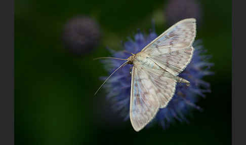 Nesselzünsler (Pleuroptya ruralis)