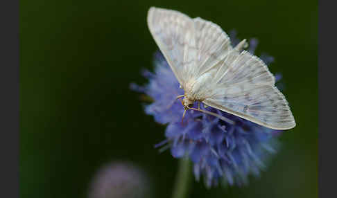 Nesselzünsler (Pleuroptya ruralis)