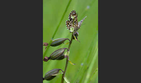 Gitterspanner (Chiasmia clathrata)