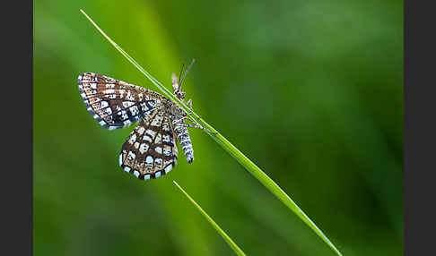 Gitterspanner (Chiasmia clathrata)