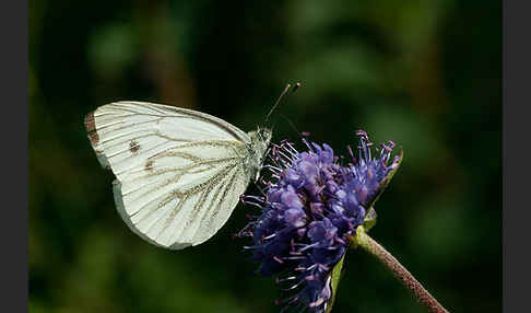 Rapsweißling (Pieris napi)