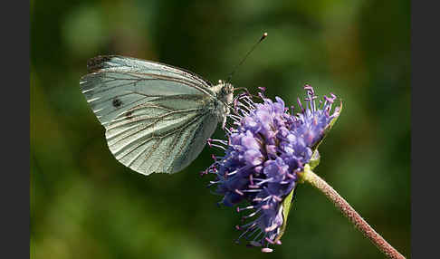 Rapsweißling (Pieris napi)