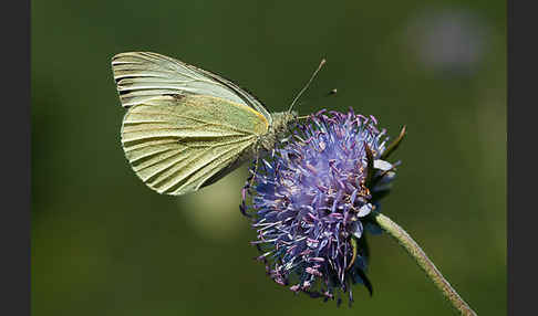 Kleiner Kohlweißling (Pieris rapae)