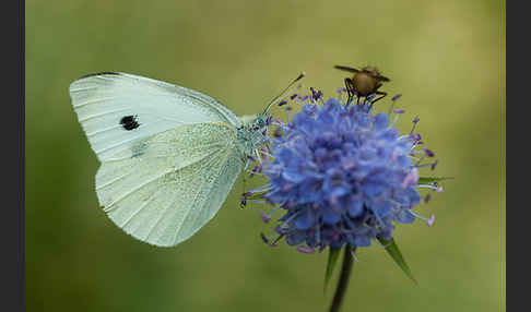 Kleiner Kohlweißling (Pieris rapae)