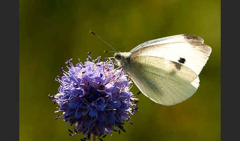 Kleiner Kohlweißling (Pieris rapae)