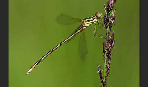 Südliche Binsenjungfer (Lestes barbarus)