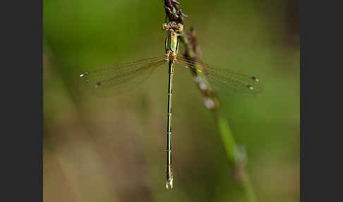 Südliche Binsenjungfer (Lestes barbarus)