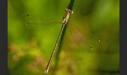 Südliche Binsenjungfer (Lestes barbarus)