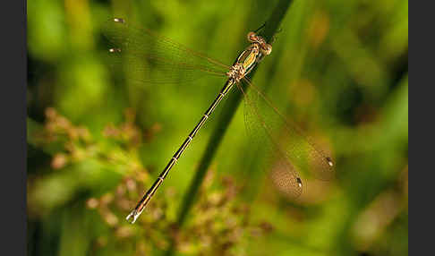 Südliche Binsenjungfer (Lestes barbarus)