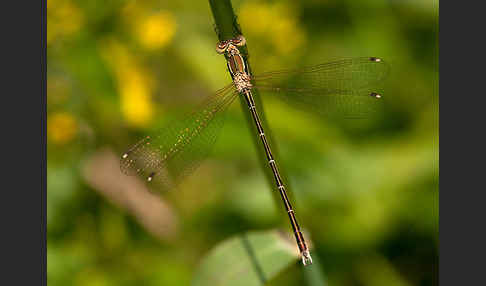 Südliche Binsenjungfer (Lestes barbarus)