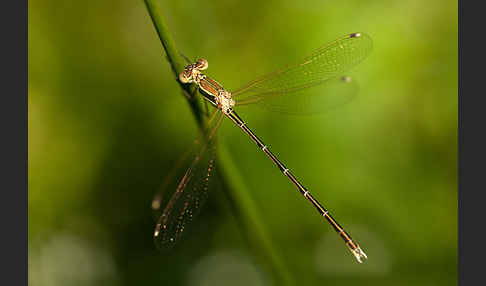 Südliche Binsenjungfer (Lestes barbarus)