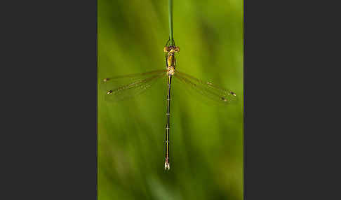 Südliche Binsenjungfer (Lestes barbarus)