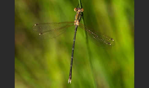 Südliche Binsenjungfer (Lestes barbarus)