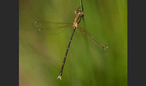 Südliche Binsenjungfer (Lestes barbarus)