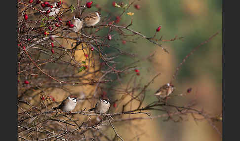 Feldsperling (Passer montanus)