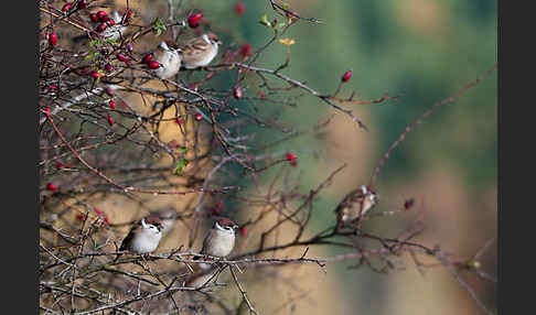 Feldsperling (Passer montanus)