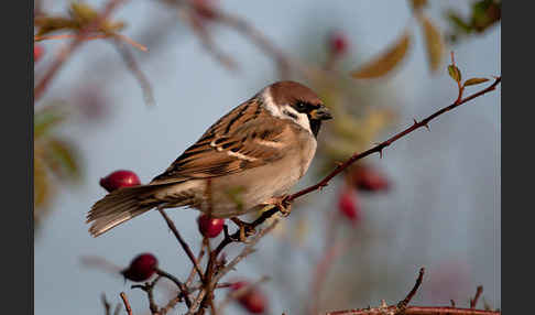 Feldsperling (Passer montanus)