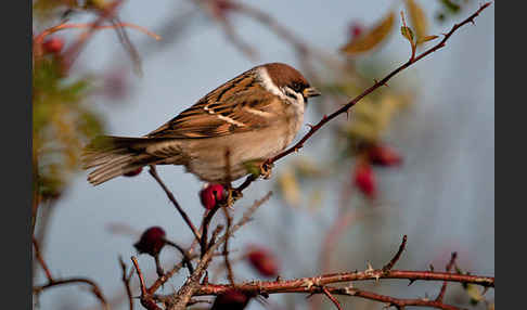 Feldsperling (Passer montanus)