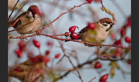 Feldsperling (Passer montanus)