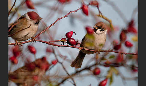 Feldsperling (Passer montanus)