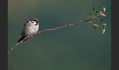 Feldsperling (Passer montanus)