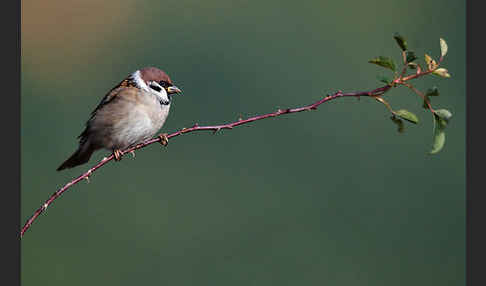 Feldsperling (Passer montanus)