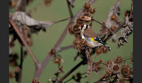 Stieglitz (Carduelis carduelis)