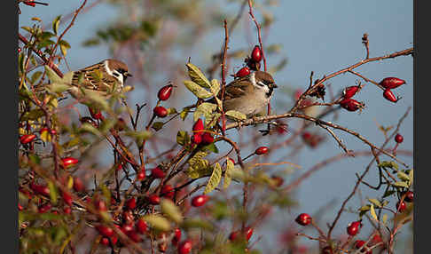 Feldsperling (Passer montanus)