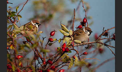 Feldsperling (Passer montanus)