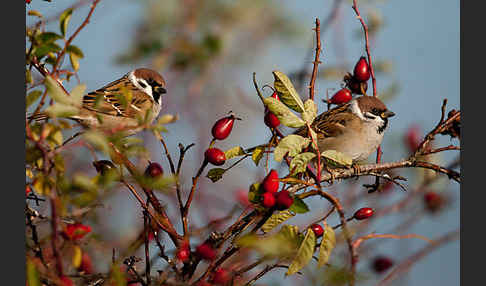 Feldsperling (Passer montanus)