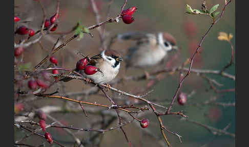 Feldsperling (Passer montanus)