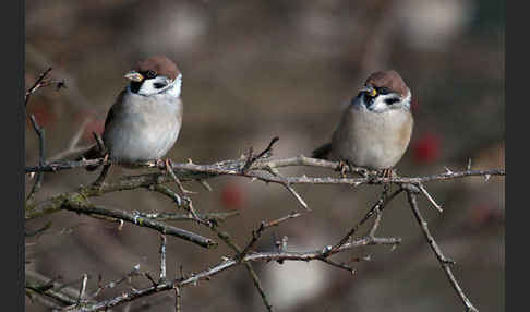 Feldsperling (Passer montanus)