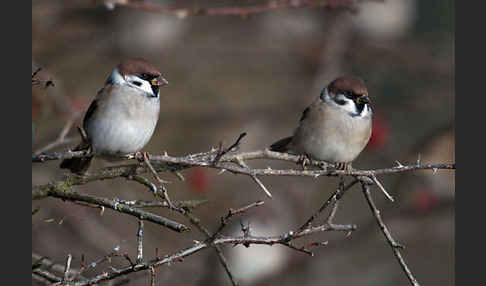 Feldsperling (Passer montanus)