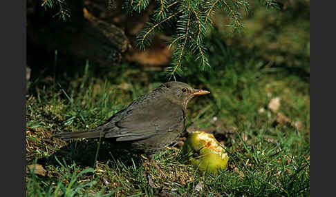 Amsel (Turdus merula)