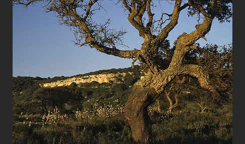 Kork-Eiche (Quercus suber)