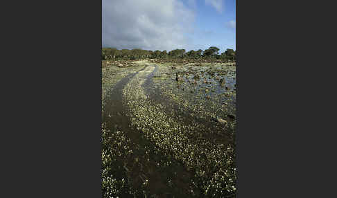 Sardinien (Sardinien)