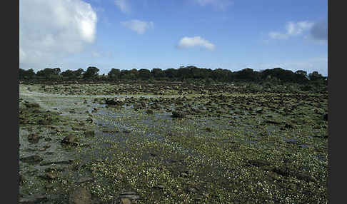 Sardinien (Sardinien)