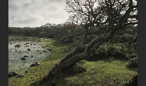 Kork-Eiche (Quercus suber)