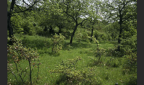 Sardinien (Sardinien)