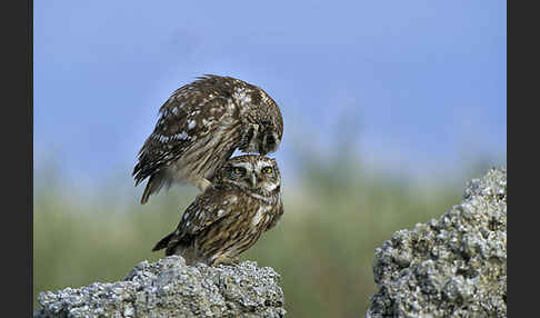 Steinkauz (Athene noctua)