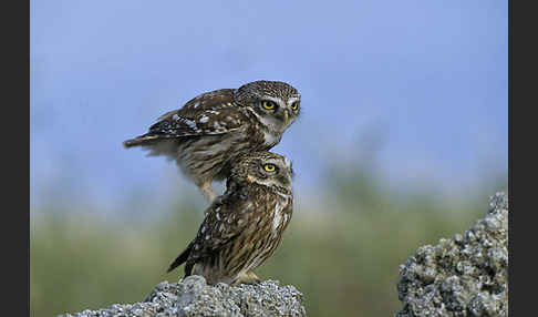 Steinkauz (Athene noctua)