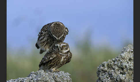 Steinkauz (Athene noctua)